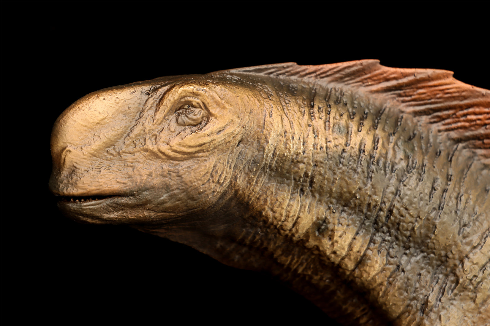 DINO DREAM 1:30 Scale Titanosaurus Model