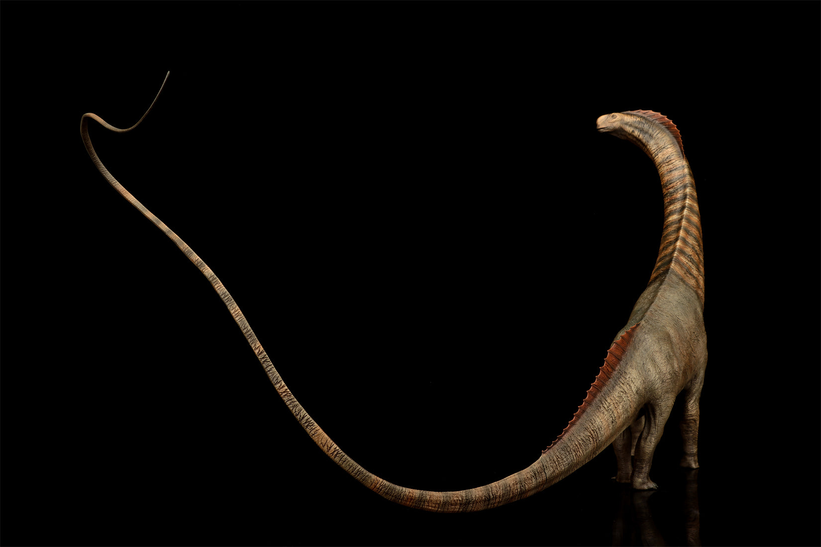 DINO DREAM 1:30 Scale Titanosaurus Model