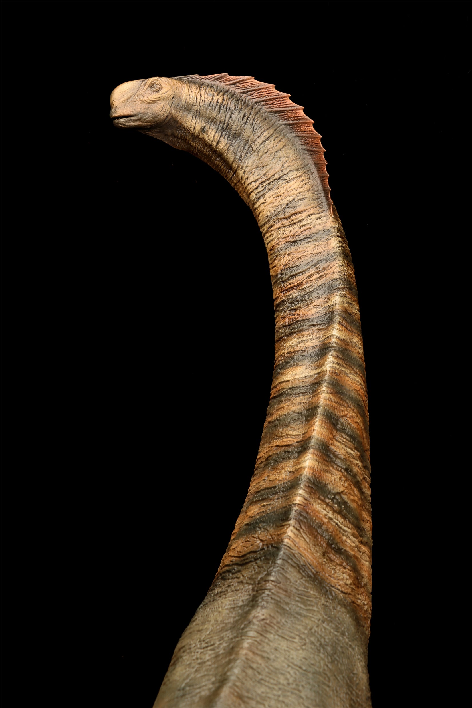 DINO DREAM 1:30 Scale Titanosaurus Model