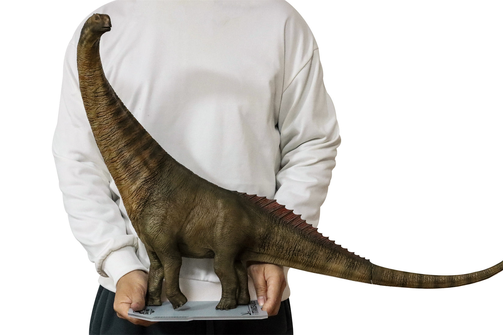 DINO DREAM 1:30 Scale Titanosaurus Model