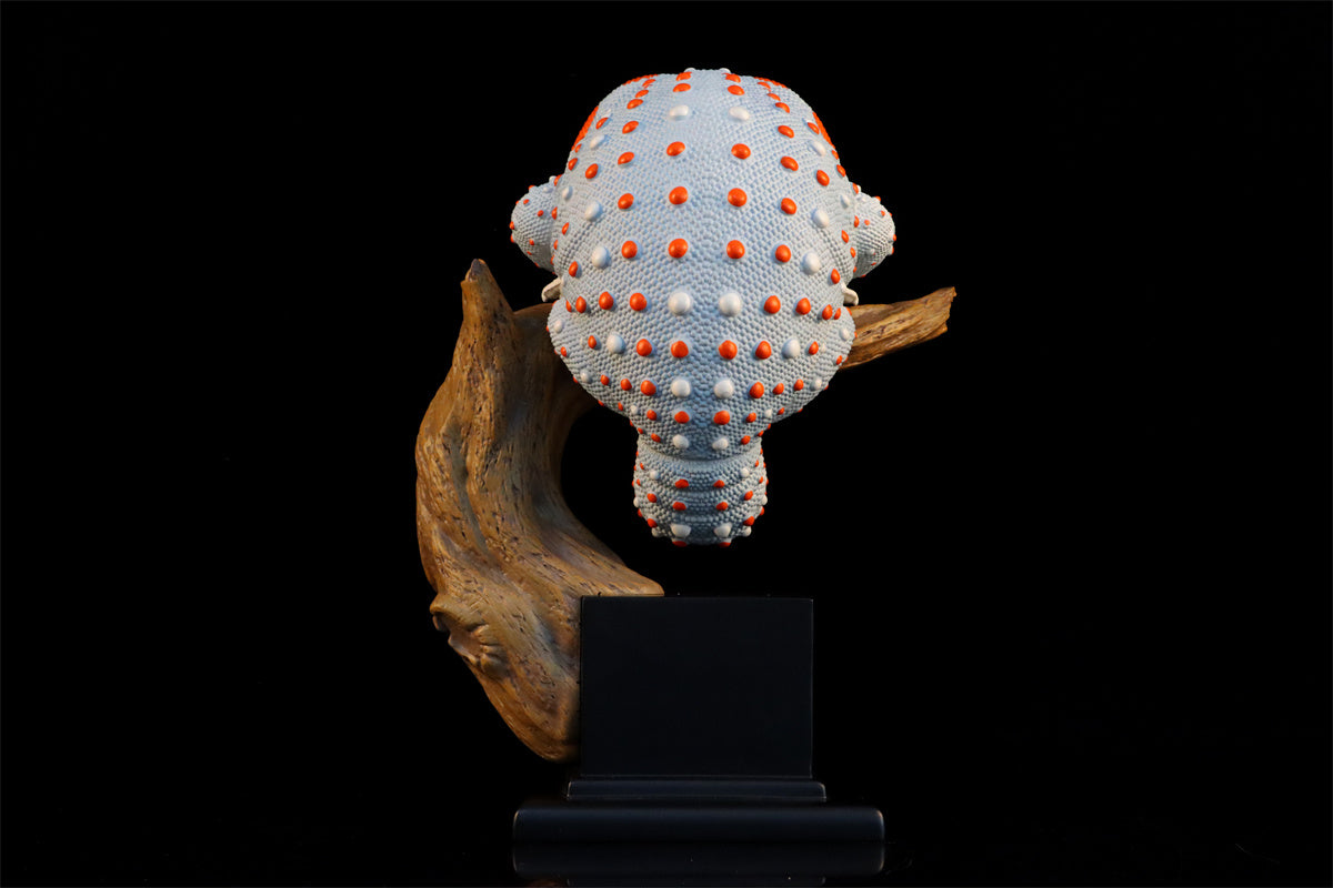 Wall lizard Plus Limited Model