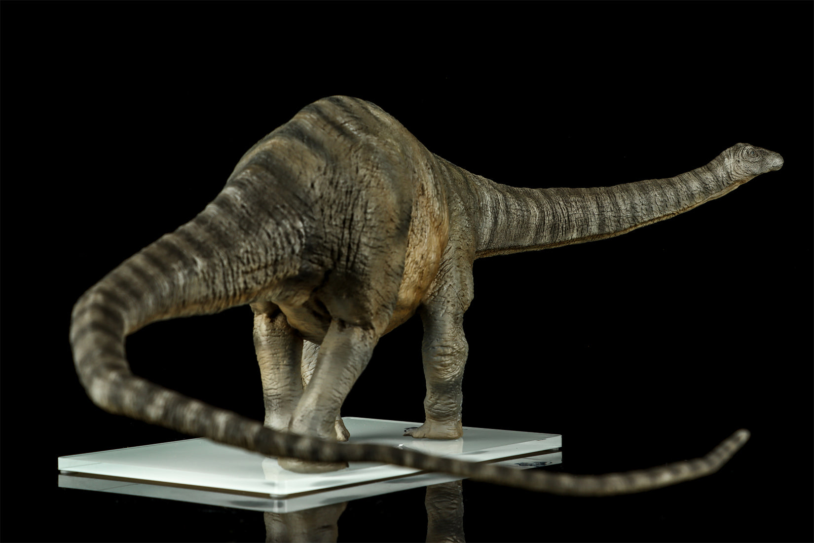DINO DREAM 1:30 Scale Apatosaurus Model