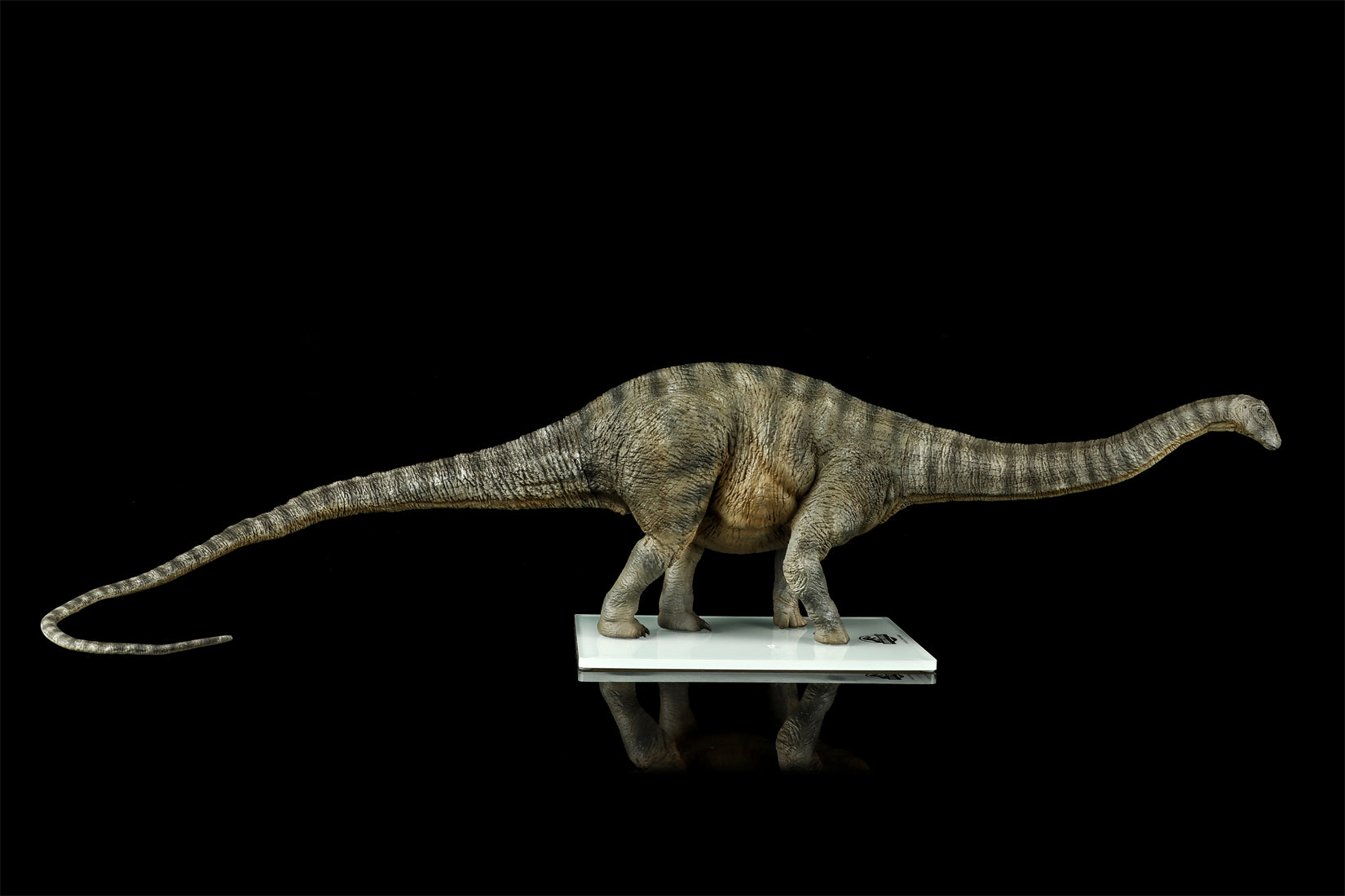 DINO DREAM 1:30 Scale Apatosaurus Model