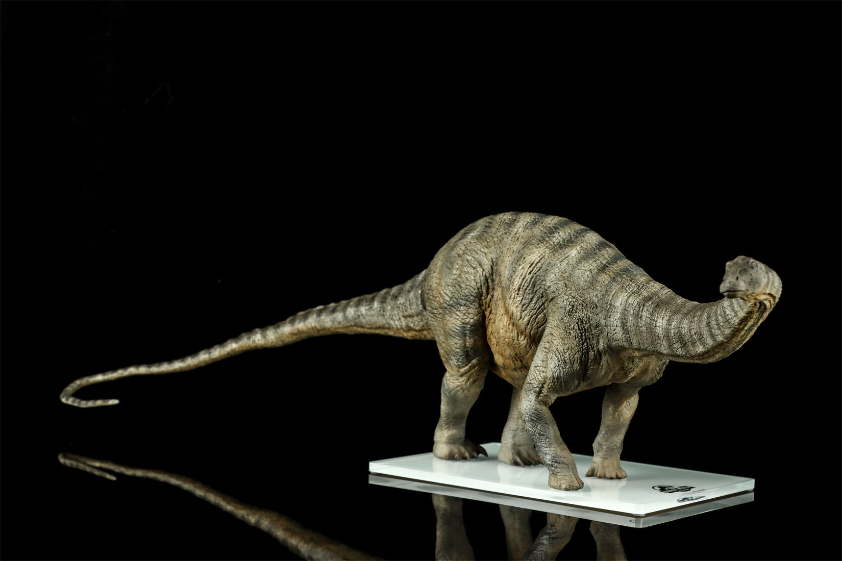 DINO DREAM 1:30 Scale Apatosaurus Model