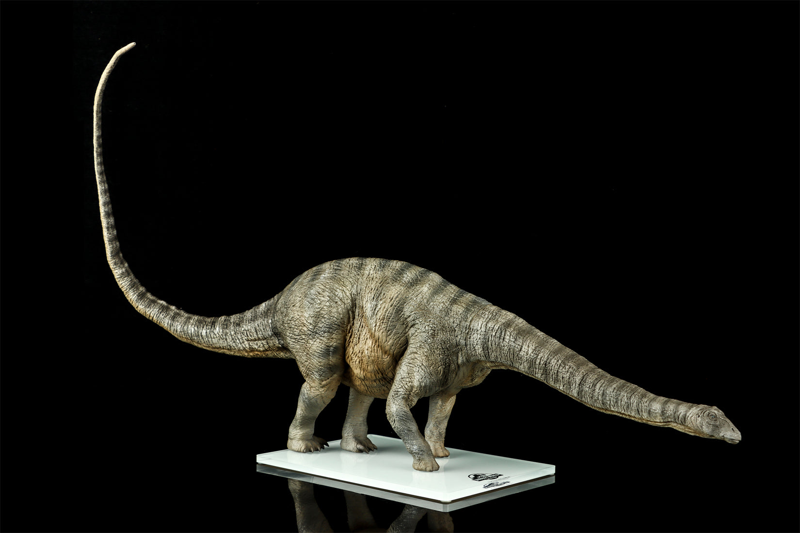 DINO DREAM 1:30 Scale Apatosaurus Model