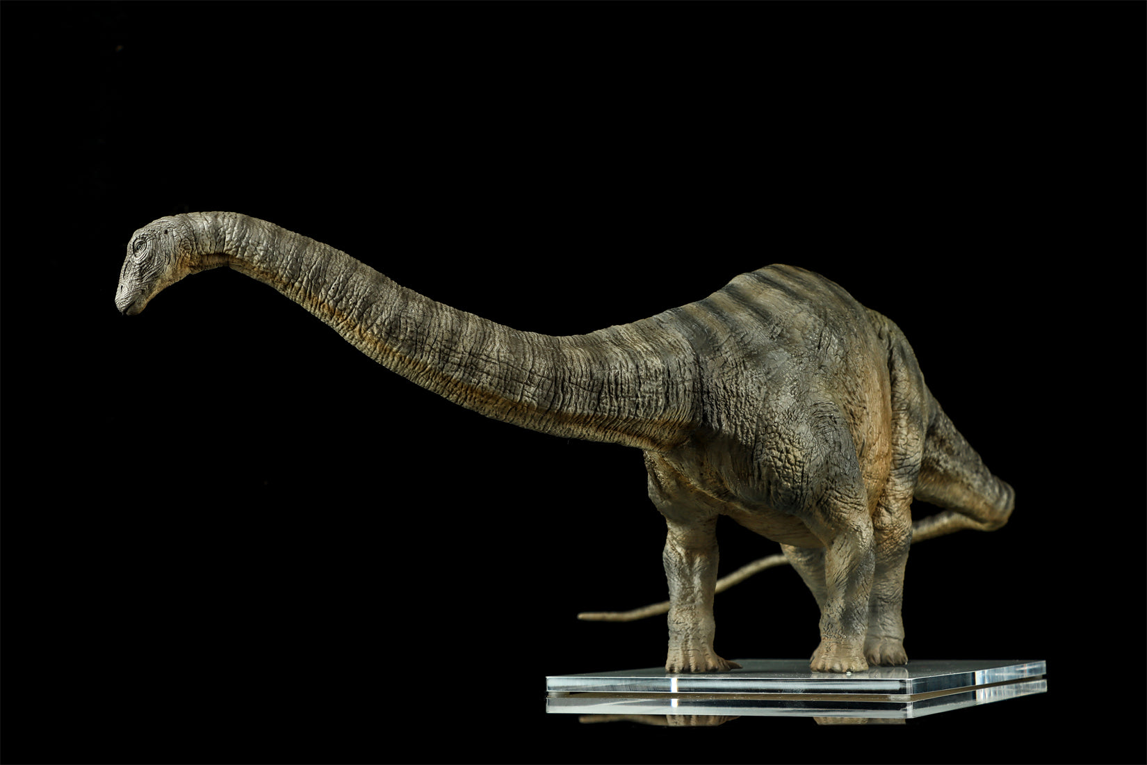 DINO DREAM 1:30 Scale Apatosaurus Model