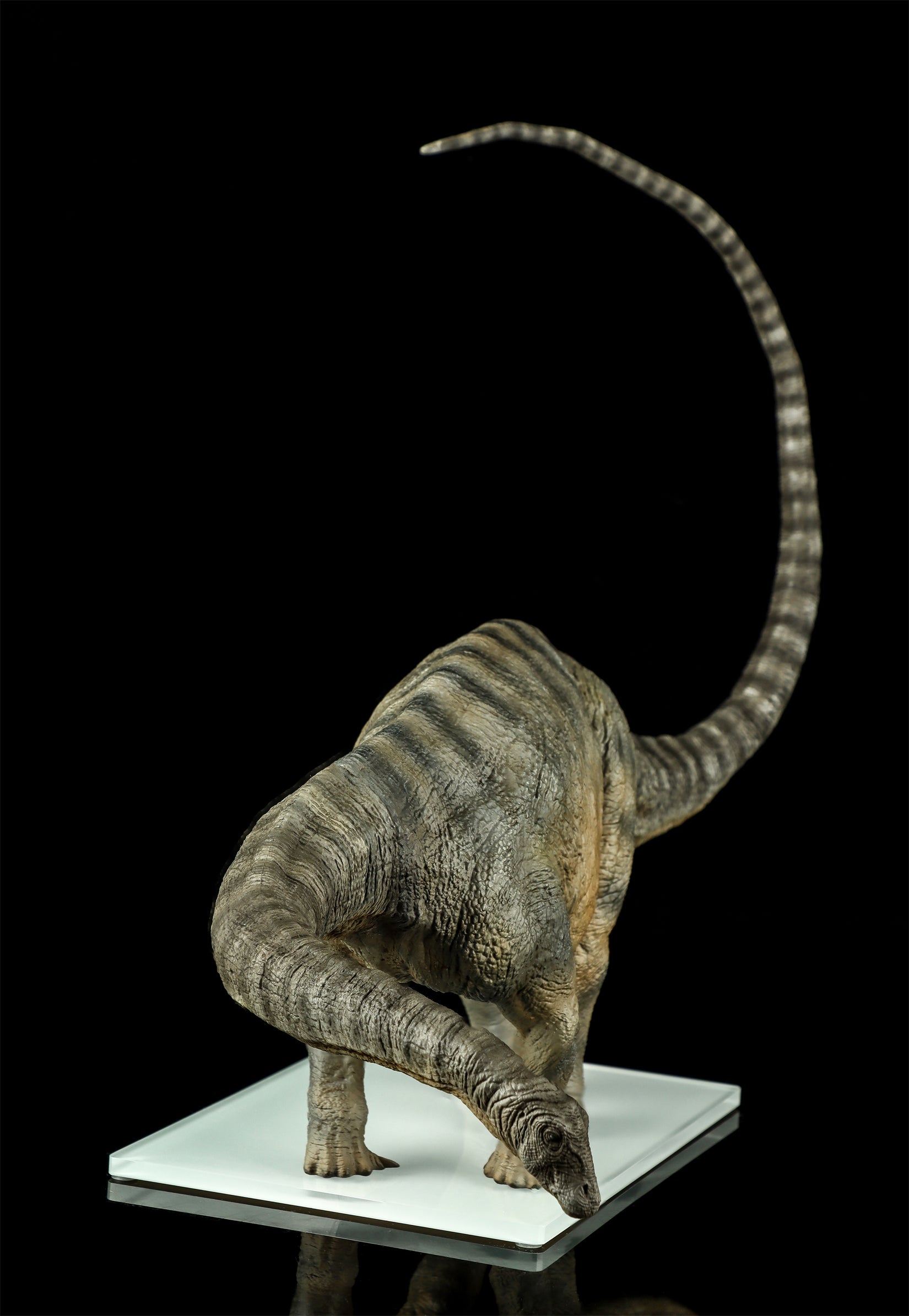 DINO DREAM 1:30 Scale Apatosaurus Model