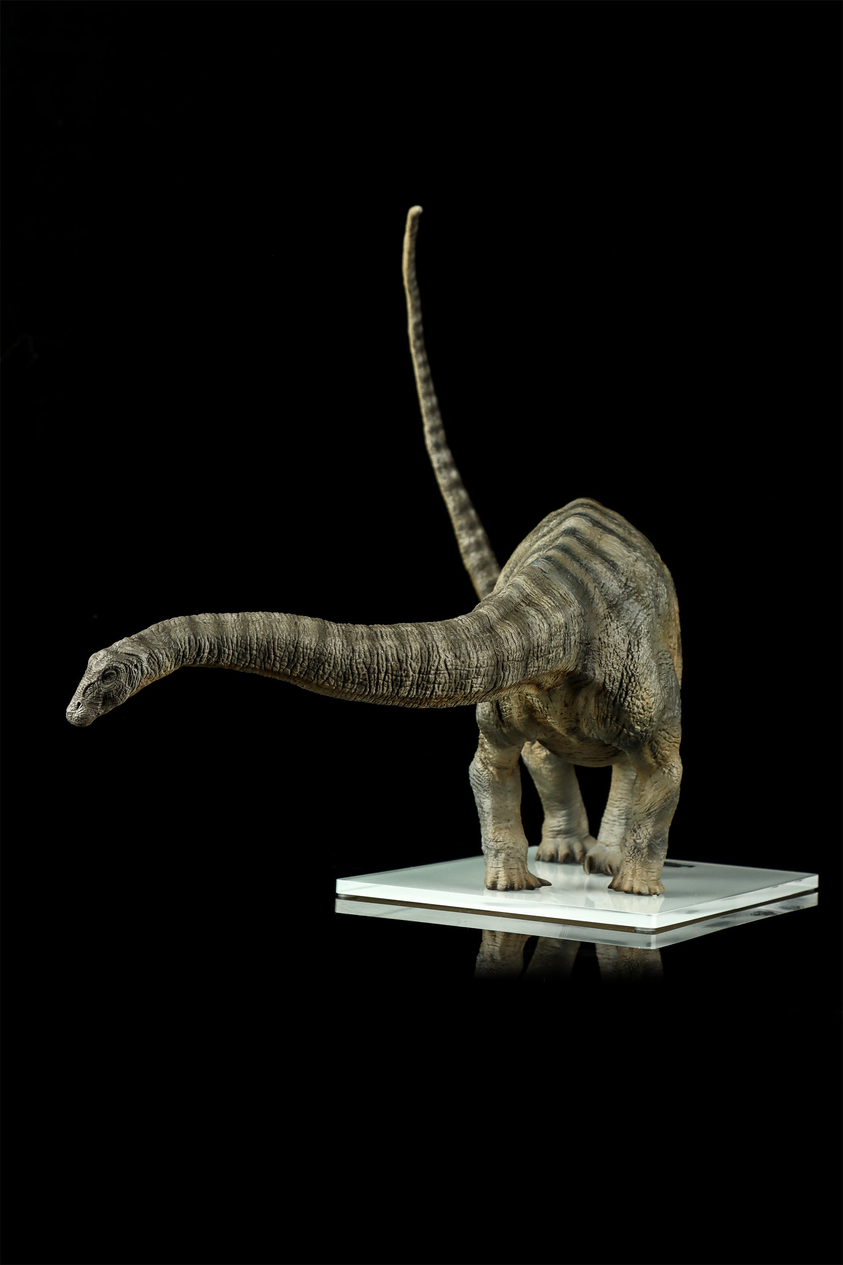 DINO DREAM 1:30 Scale Apatosaurus Model