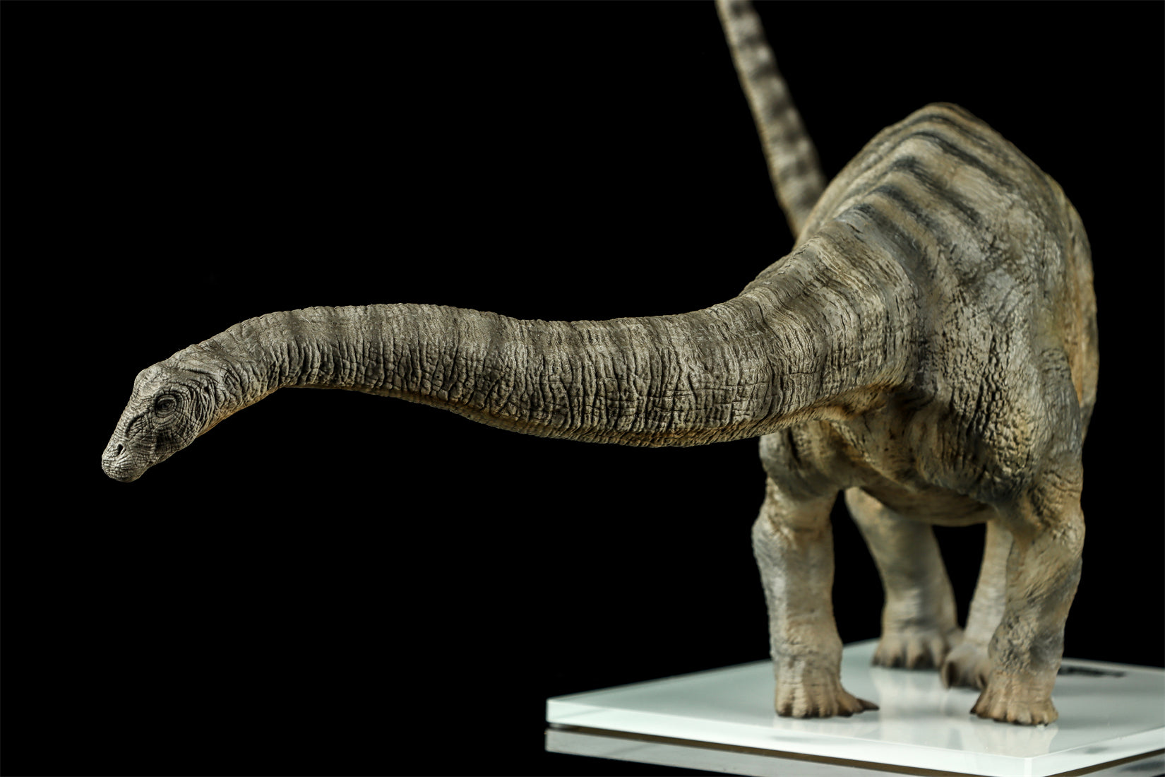 DINO DREAM 1:30 Scale Apatosaurus Model