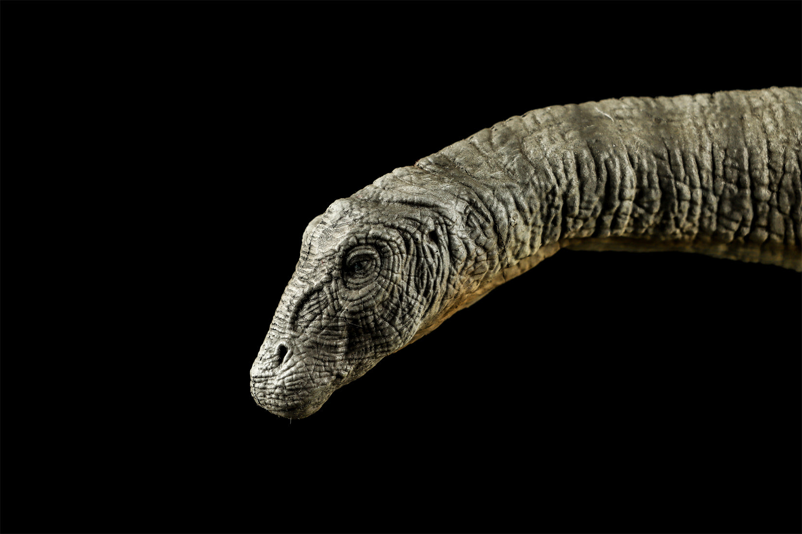 DINO DREAM 1:30 Scale Apatosaurus Model