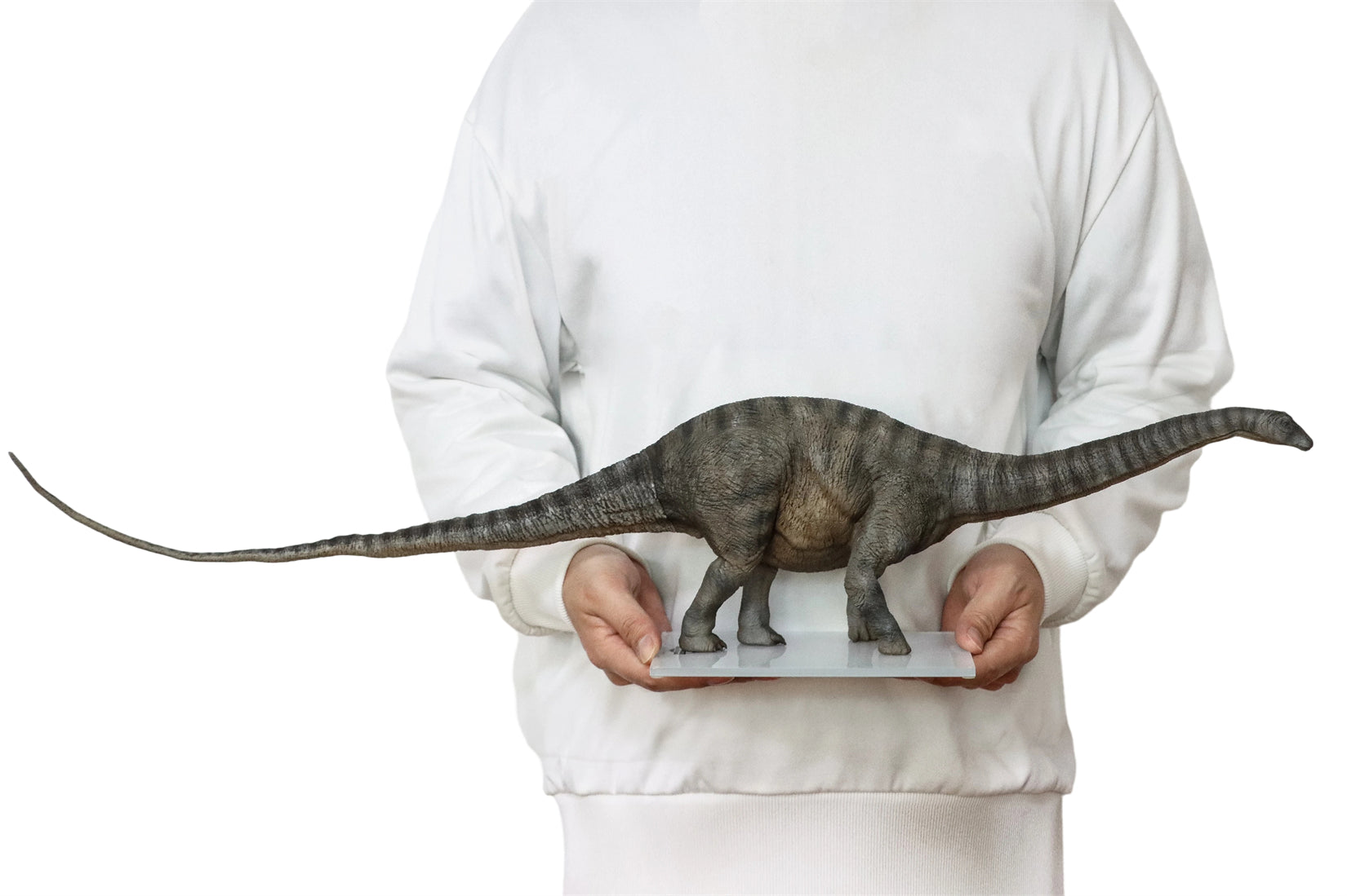 DINO DREAM 1:30 Scale Apatosaurus Model
