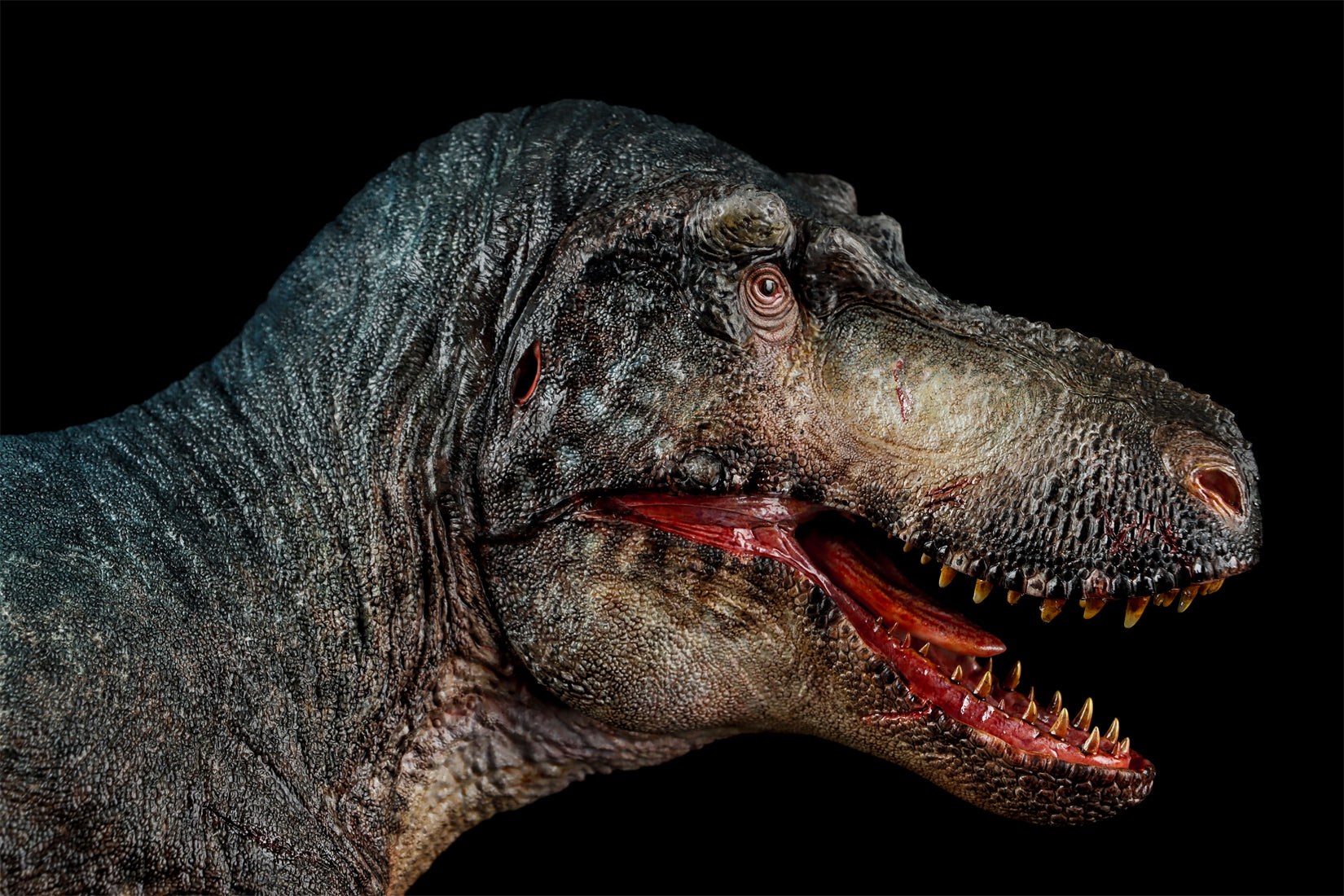 Zeta Studio Montana Tyrannosaurus Rex Model