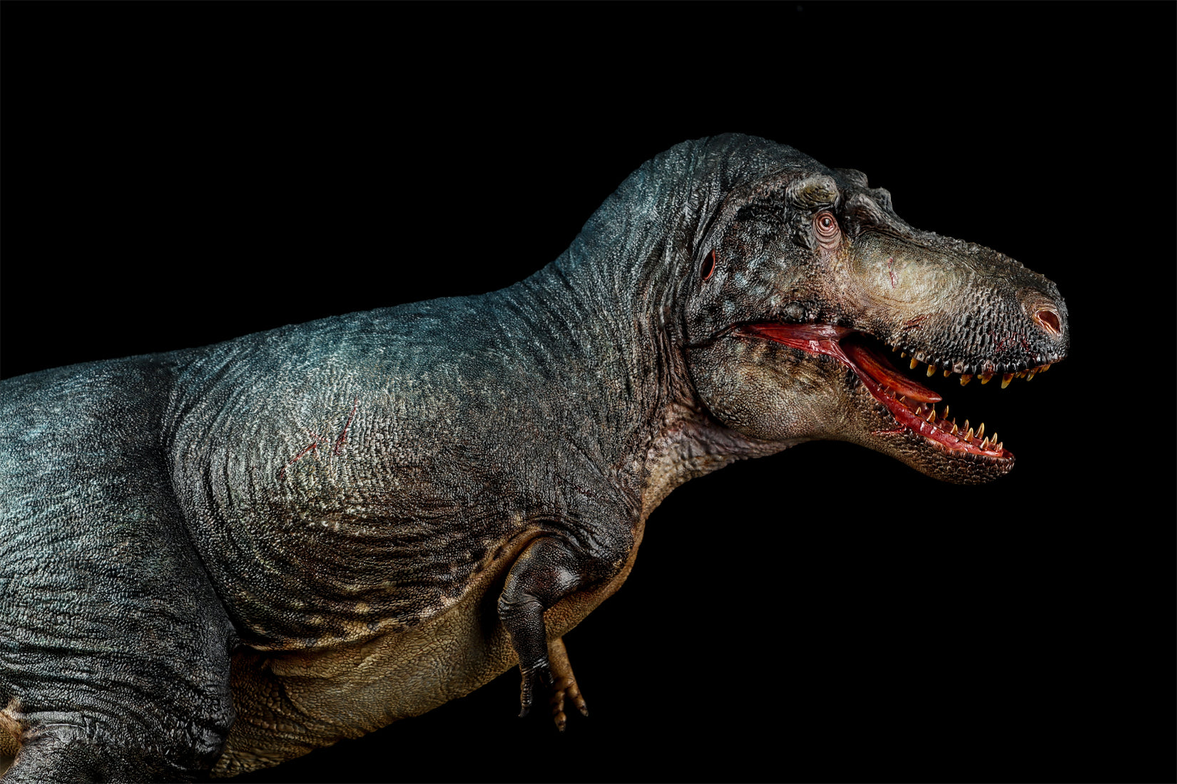 Zeta Studio Montana Tyrannosaurus Rex Model
