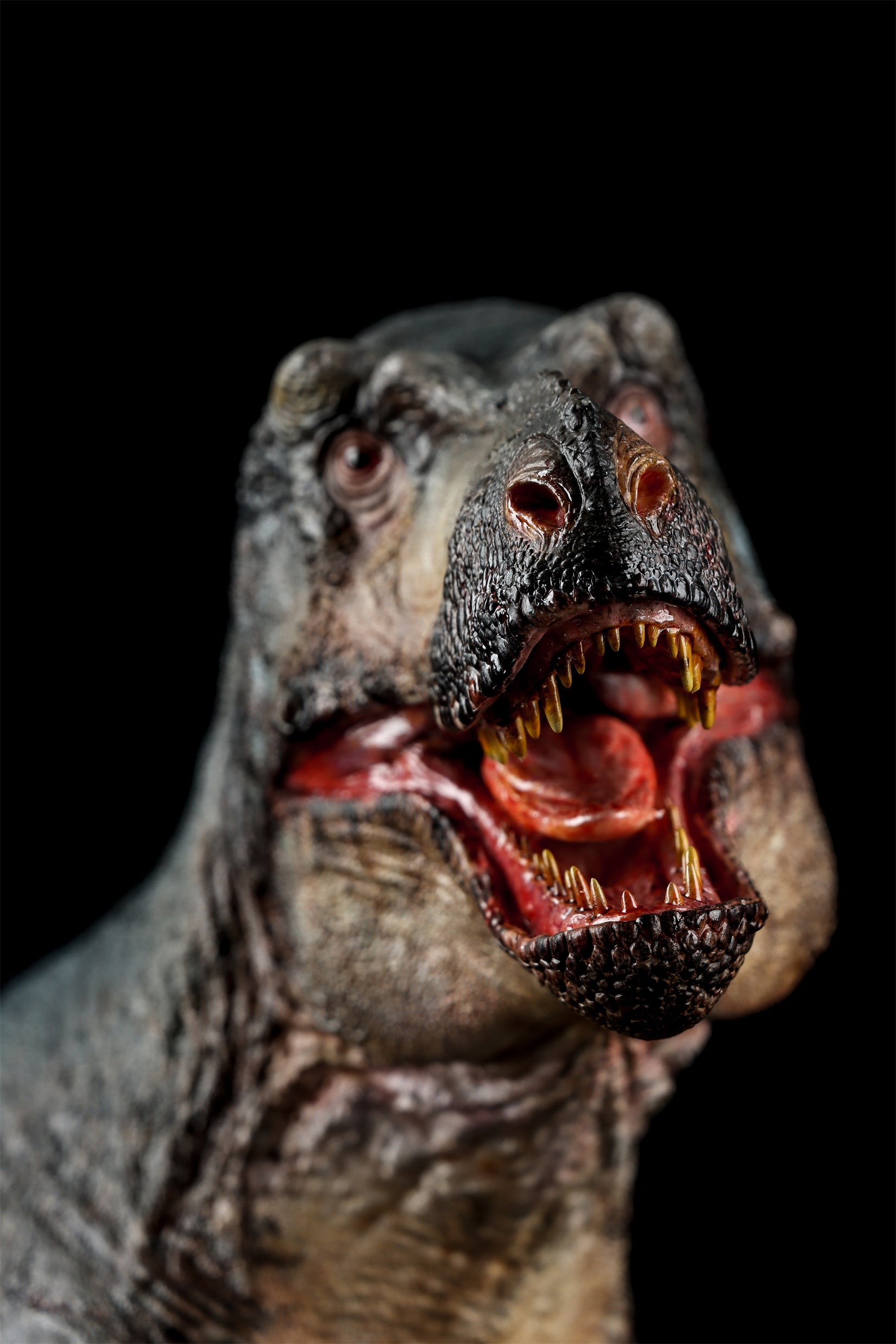 Zeta Studio Montana Tyrannosaurus Rex Model