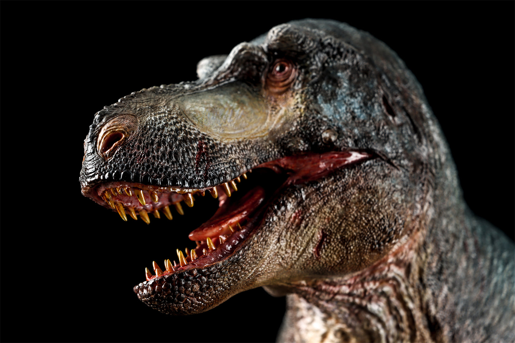 Zeta Studio Montana Tyrannosaurus Rex Model