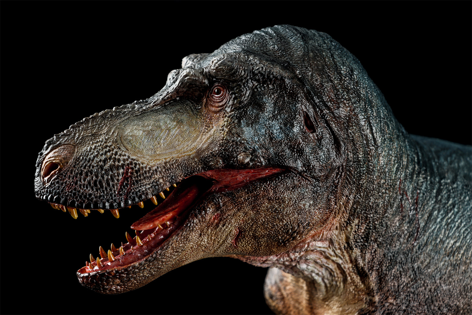 Zeta Studio Montana Tyrannosaurus Rex Model