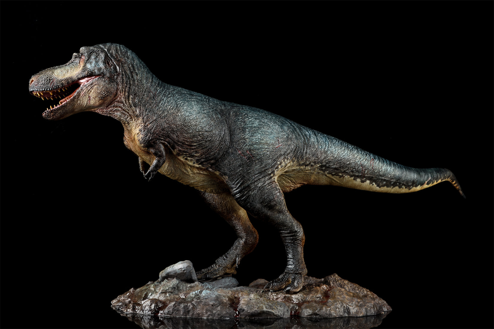Zeta Studio Montana Tyrannosaurus Rex Model