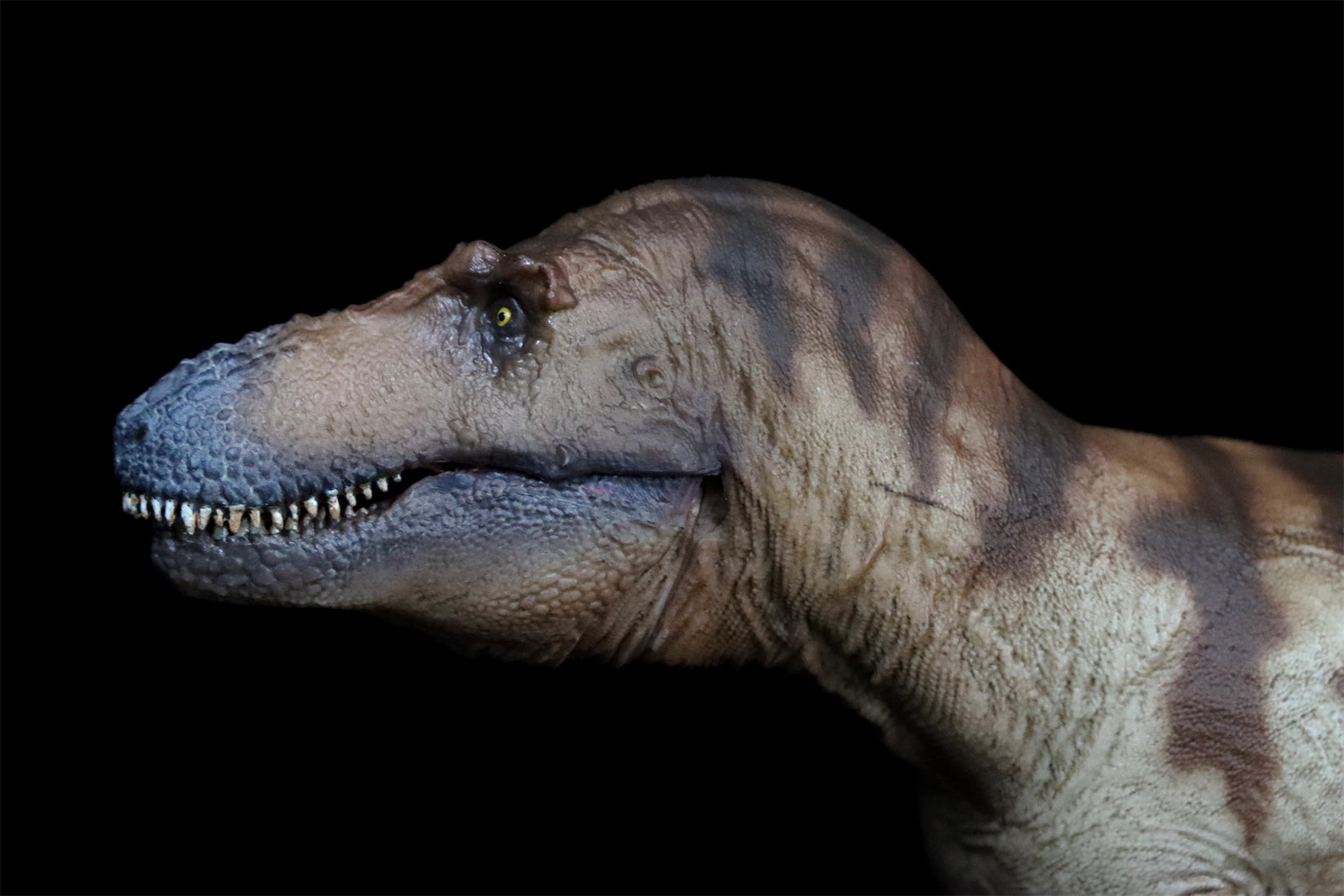 PNSO Daspletosaurus Cole Model