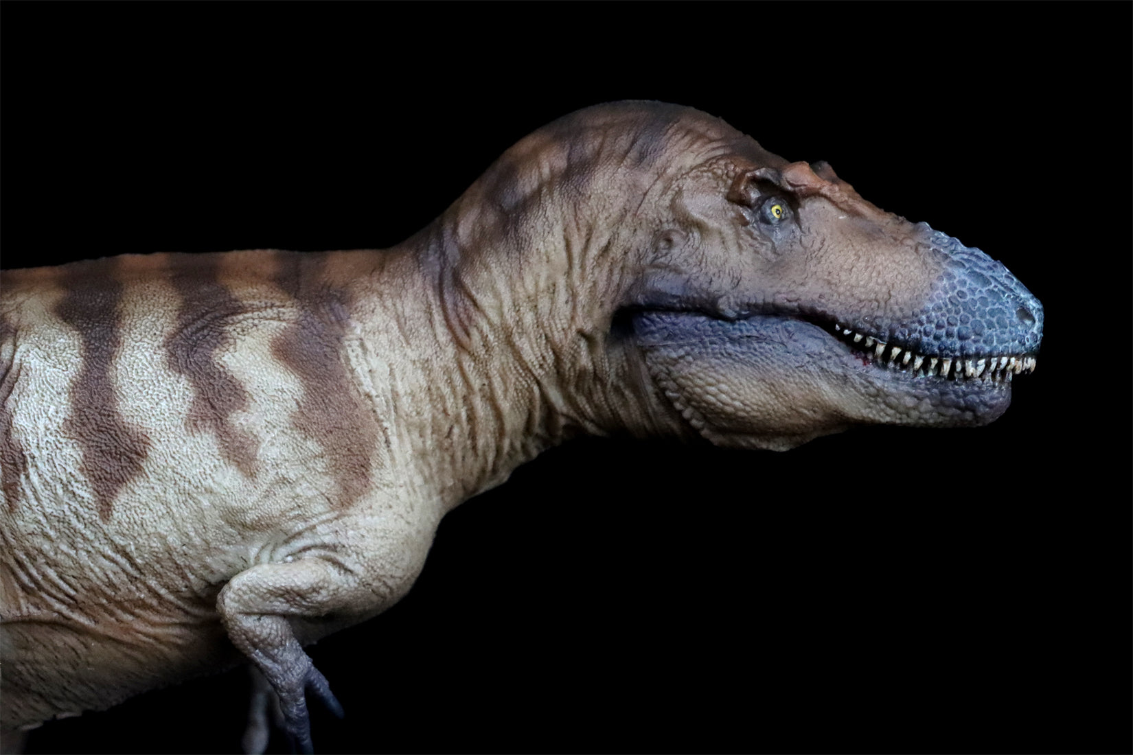 PNSO Daspletosaurus Cole Model