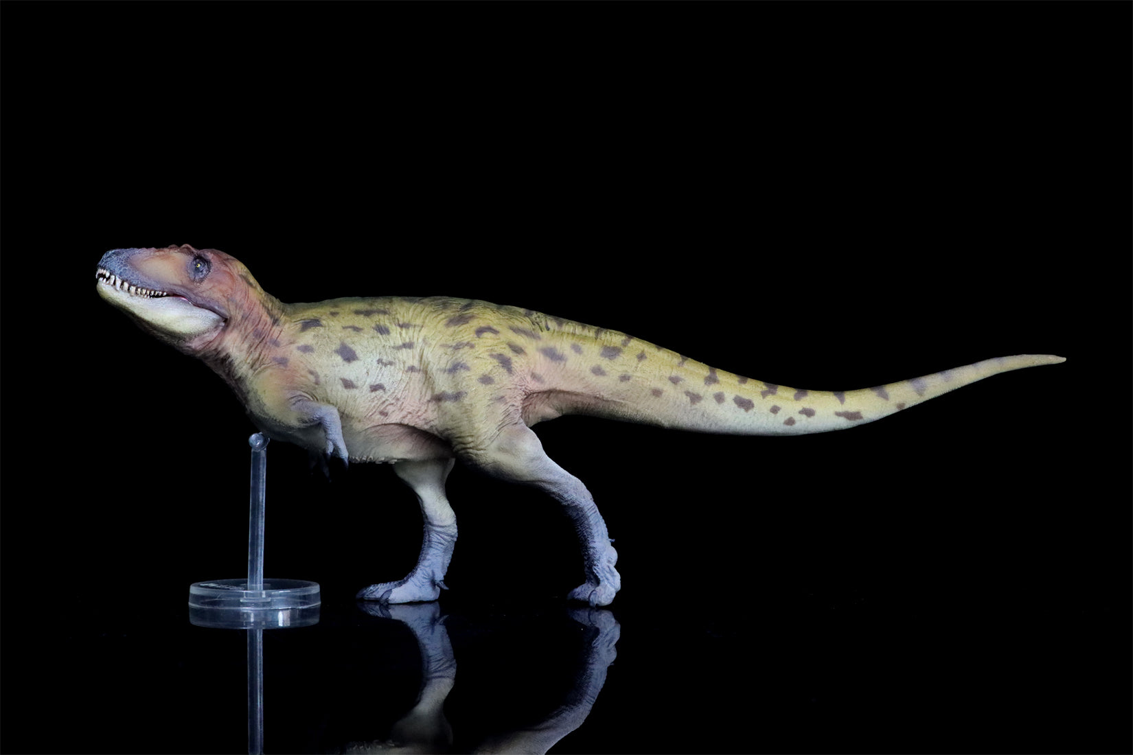 PNSO Lythronax Keynes Model