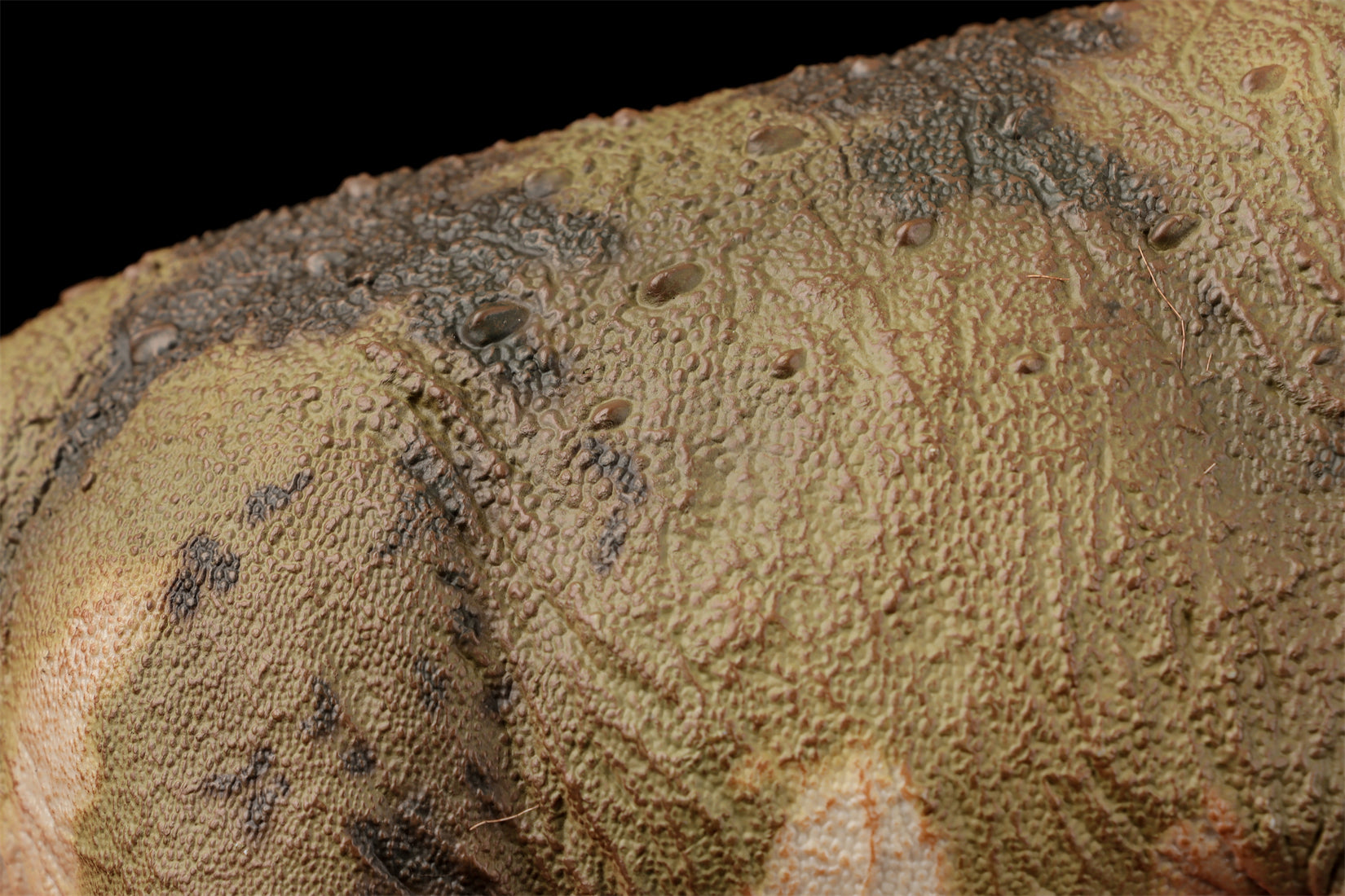 HAOLONGGOOD 1:35 Scale Dreadnoughtus Model