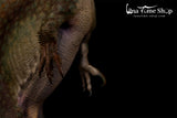 LANATIMESHOP 1:35 Scale Spinosaurus Fang Model