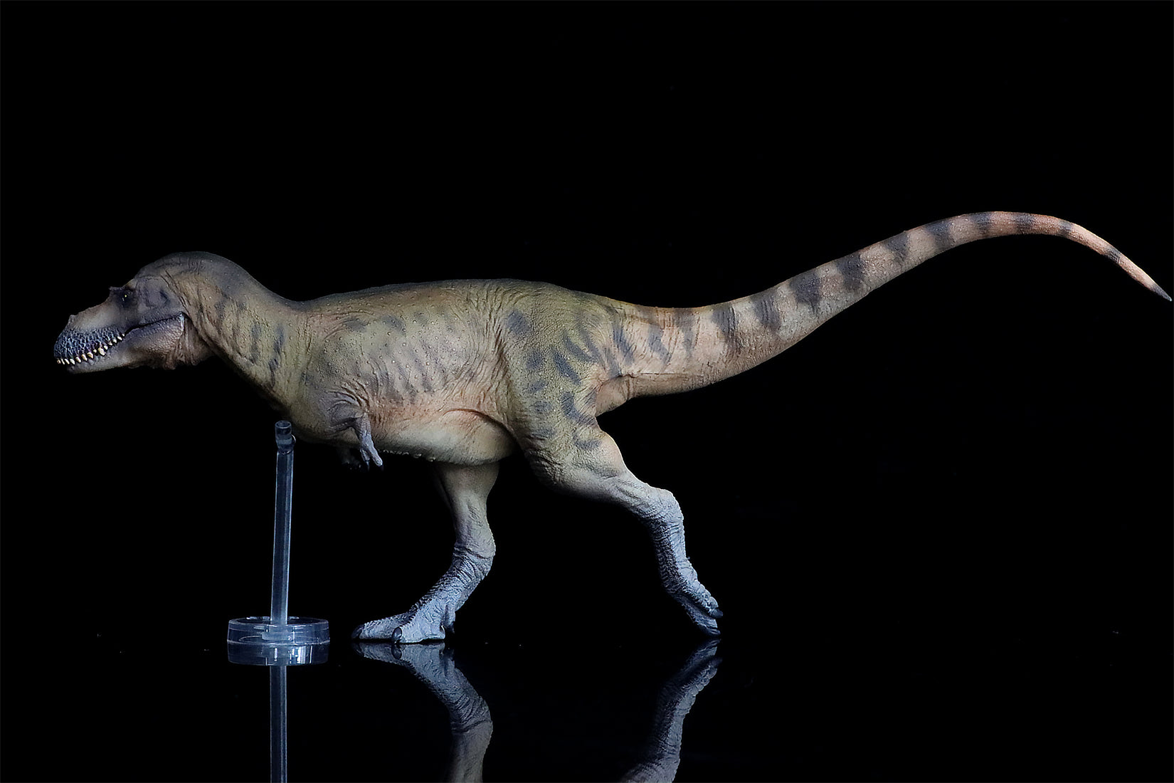 PNSO Albertosaurus Wally Model