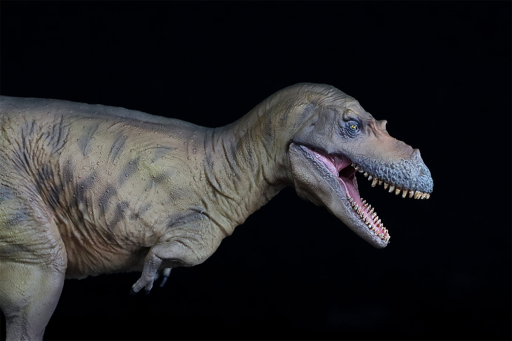 PNSO Albertosaurus Wally Model