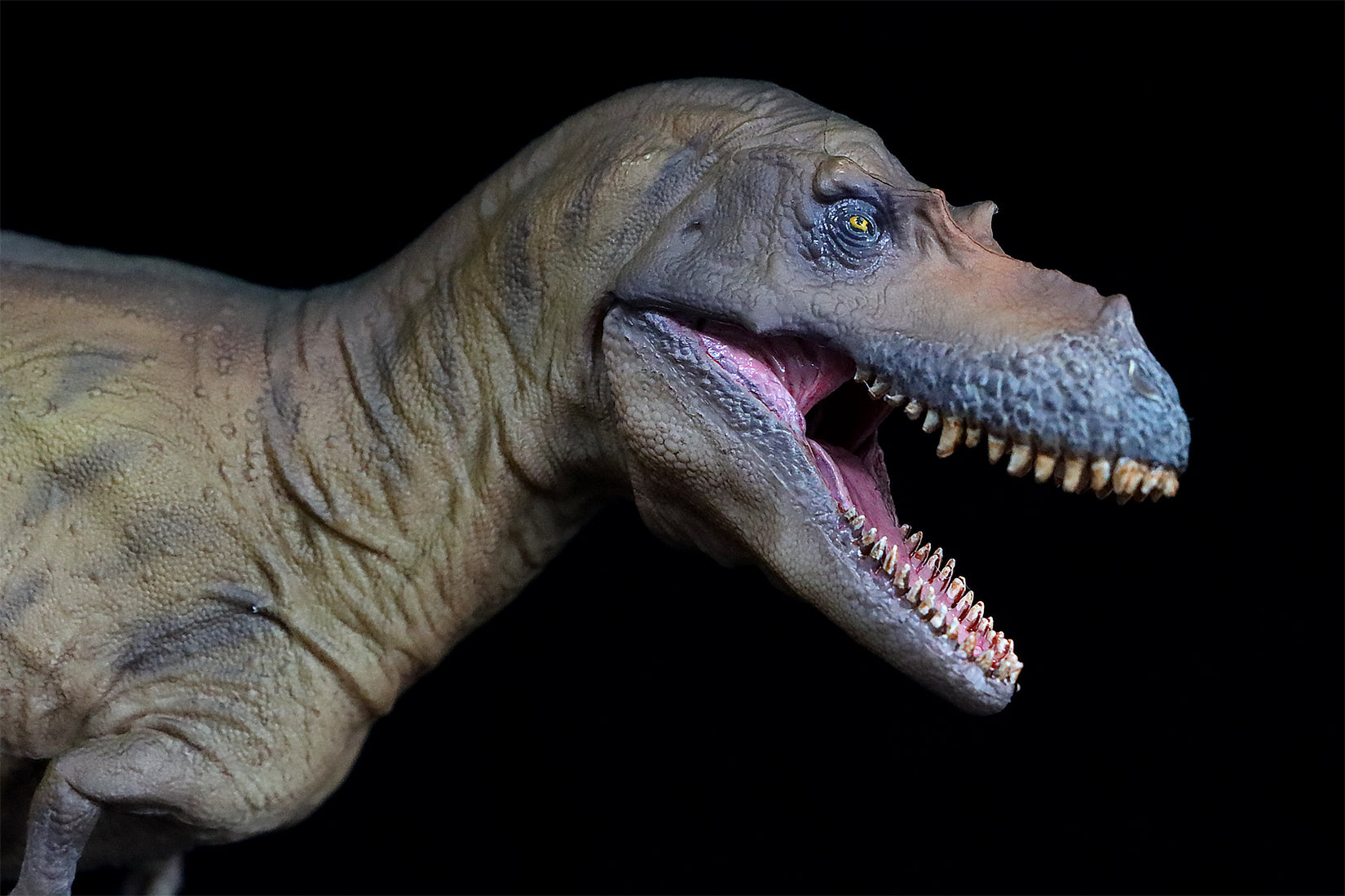 PNSO Albertosaurus Wally Model