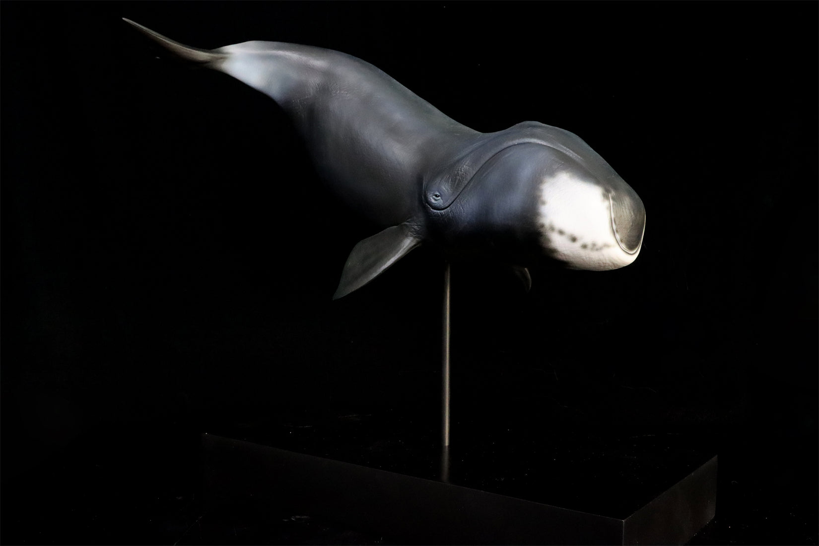 Sumeru Studio 1/35 Bowhead Whale Model