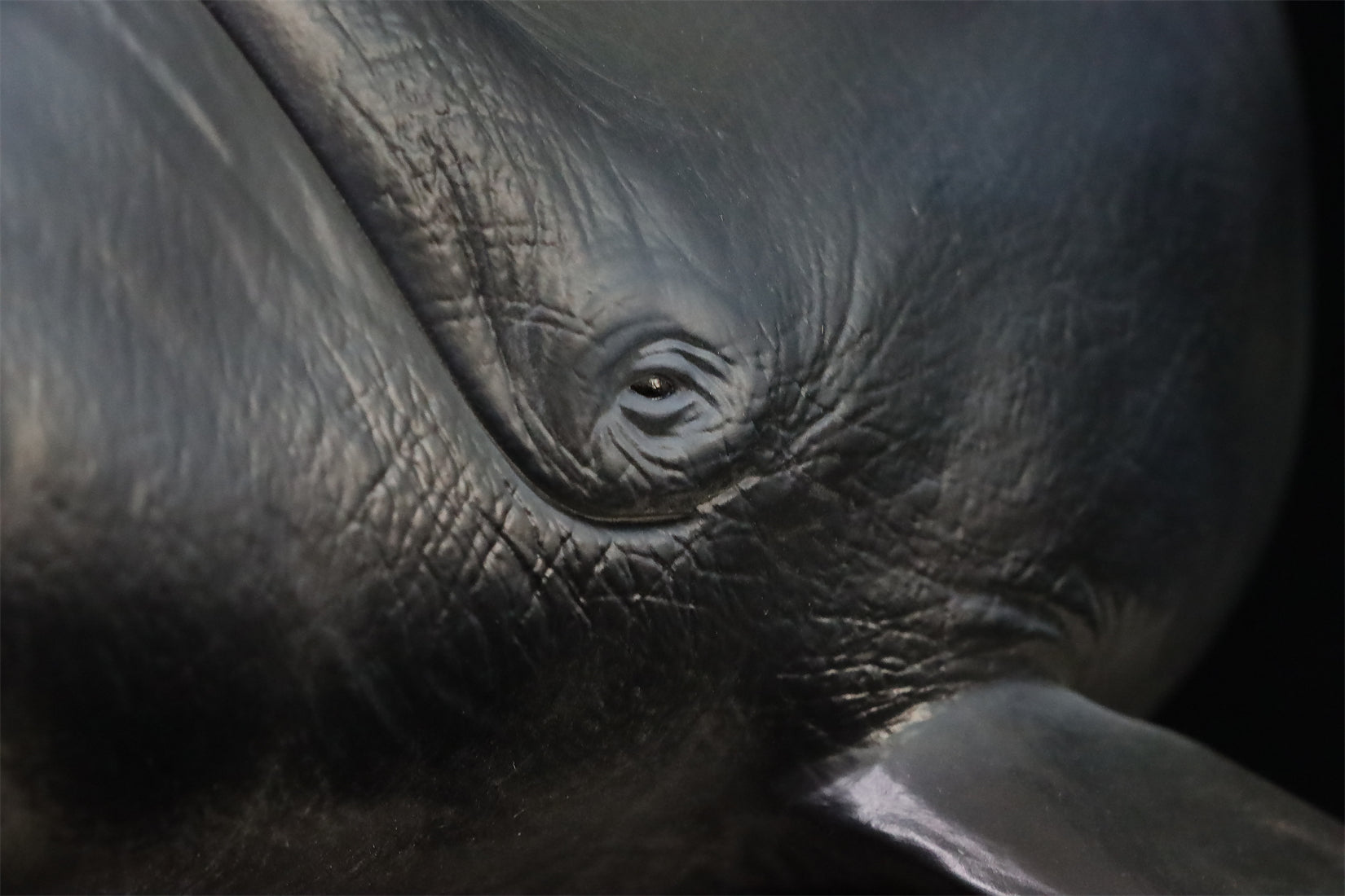 Sumeru Studio 1/35 Bowhead Whale Model