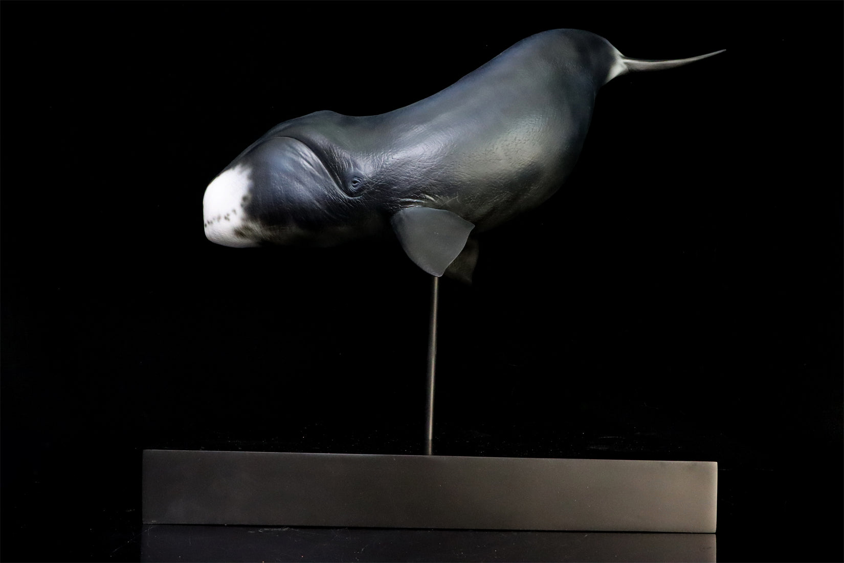 Sumeru Studio 1/35 Bowhead Whale Model