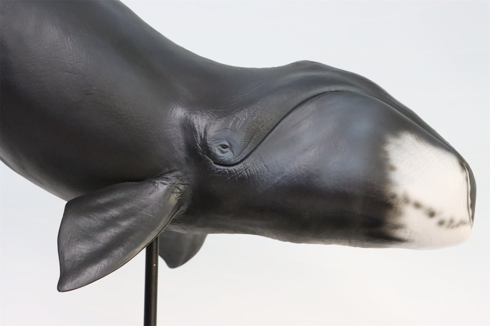 Sumeru Studio 1/35 Bowhead Whale Model