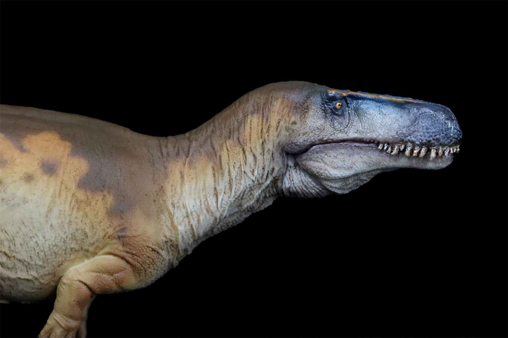 PNSO Megalosaurus Edward Model