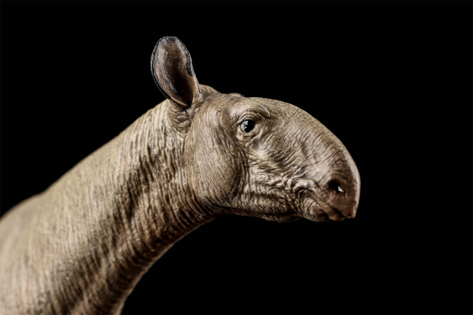 Eofauna 1:35 Scale Paraceratherium grangeri Figure