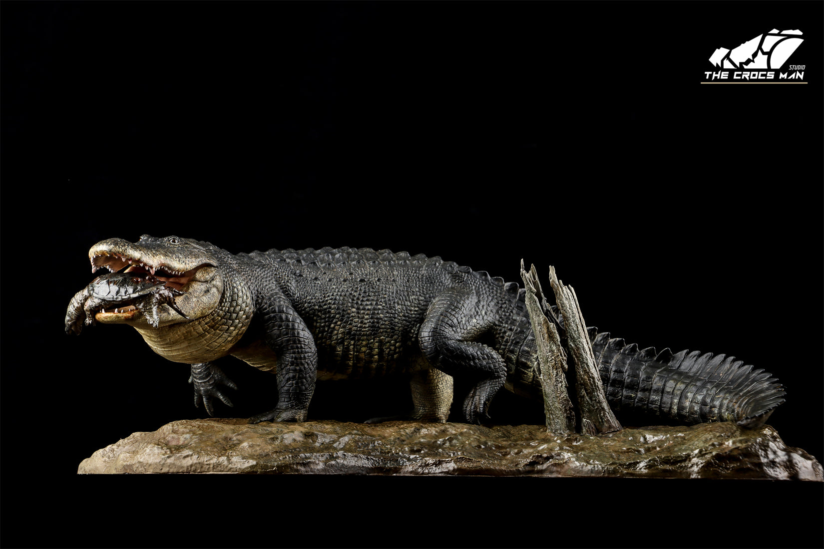 The Crocs Man Studio American Alligator Model