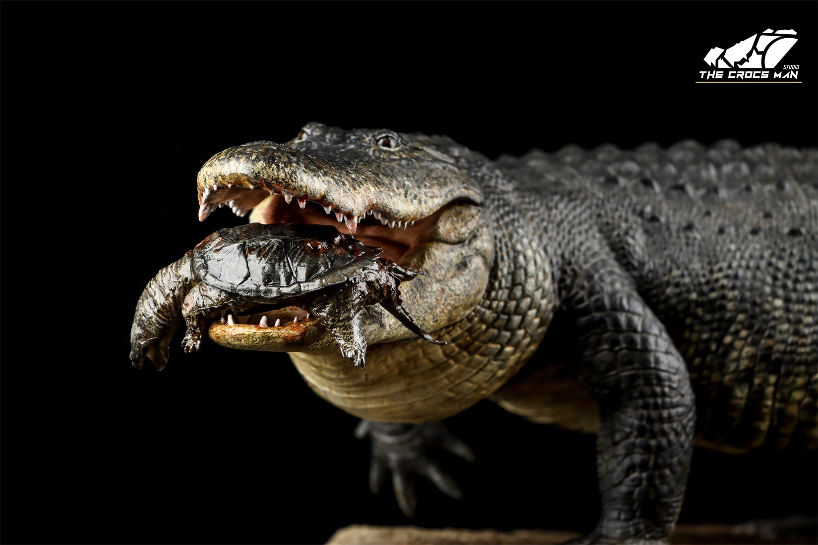 The Crocs Man Studio American Alligator Model