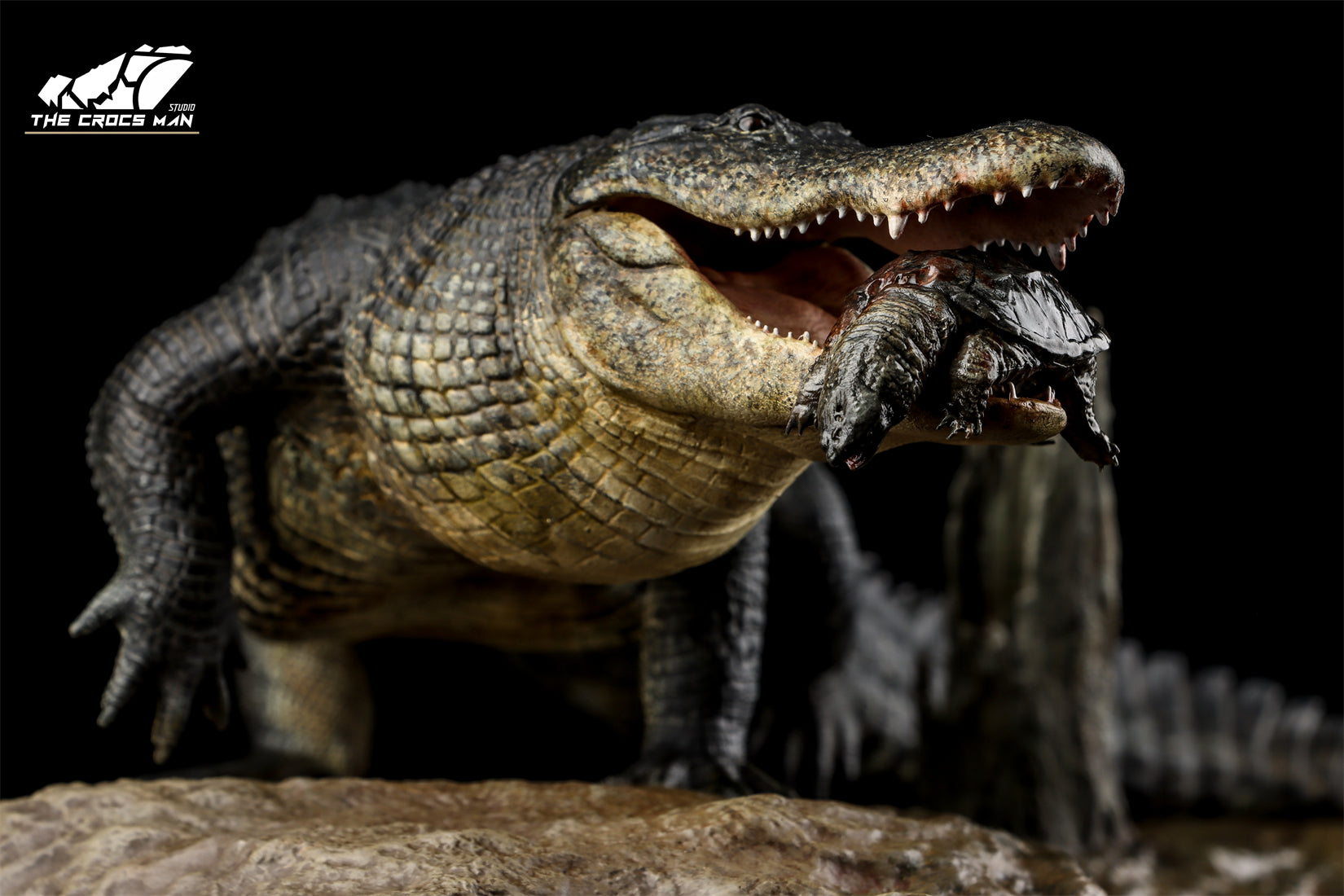 The Crocs Man Studio American Alligator Model