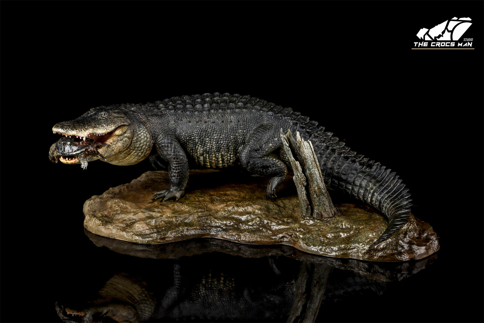 The Crocs Man Studio American Alligator Model