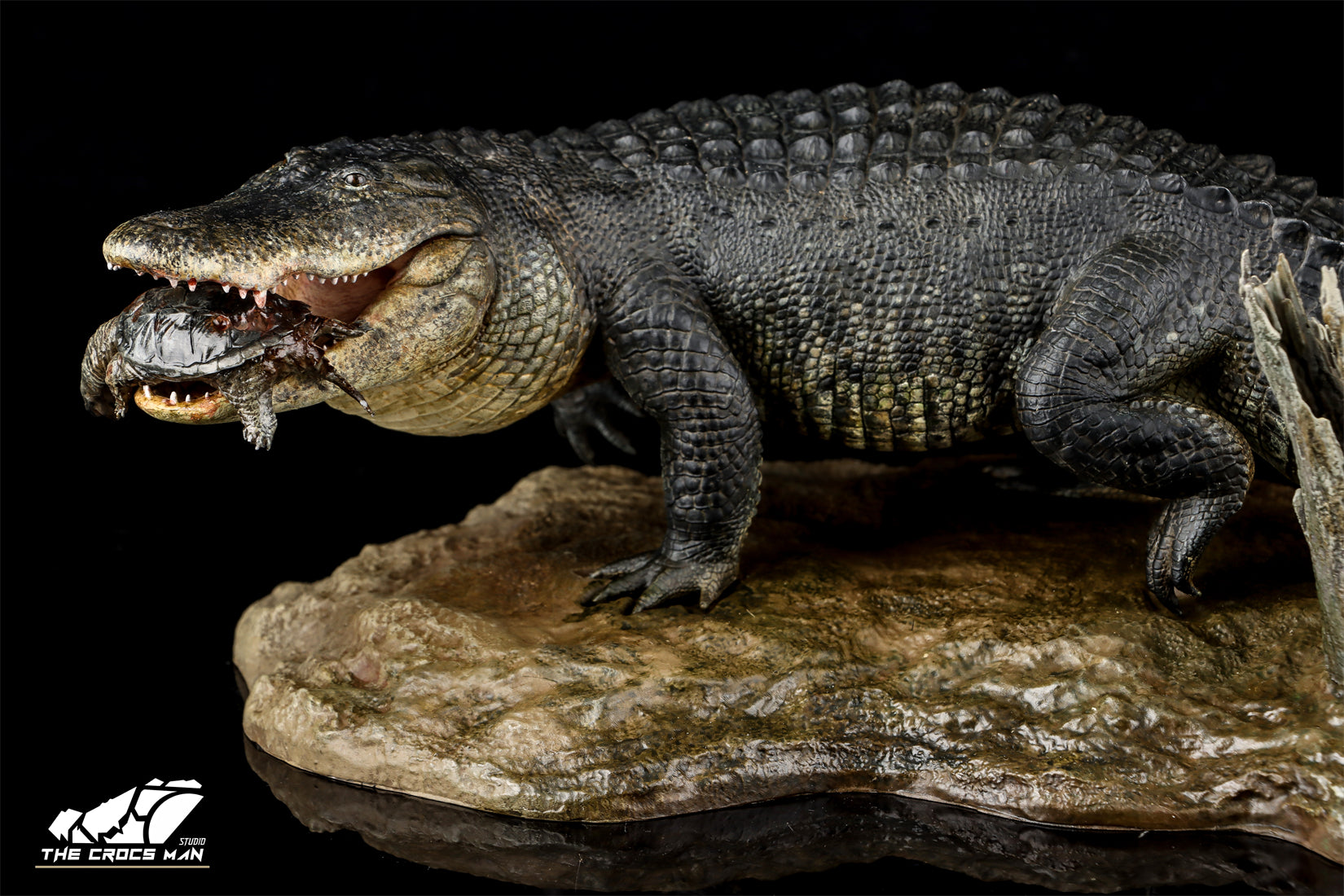 The Crocs Man Studio American Alligator Model