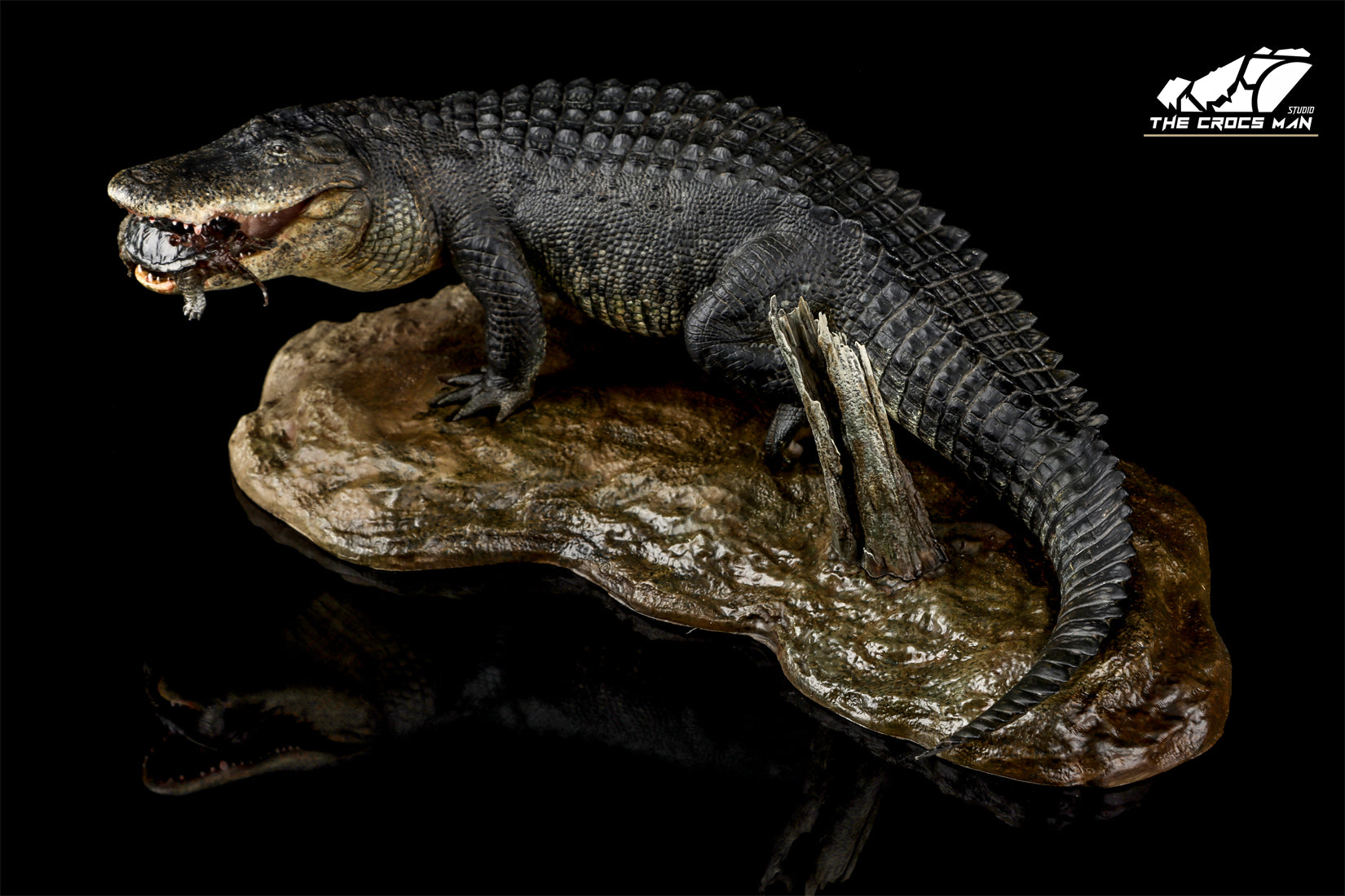 The Crocs Man Studio American Alligator Model