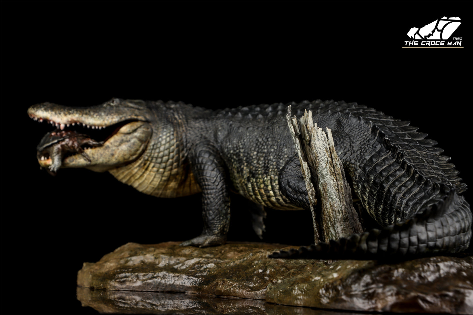 The Crocs Man Studio American Alligator Model