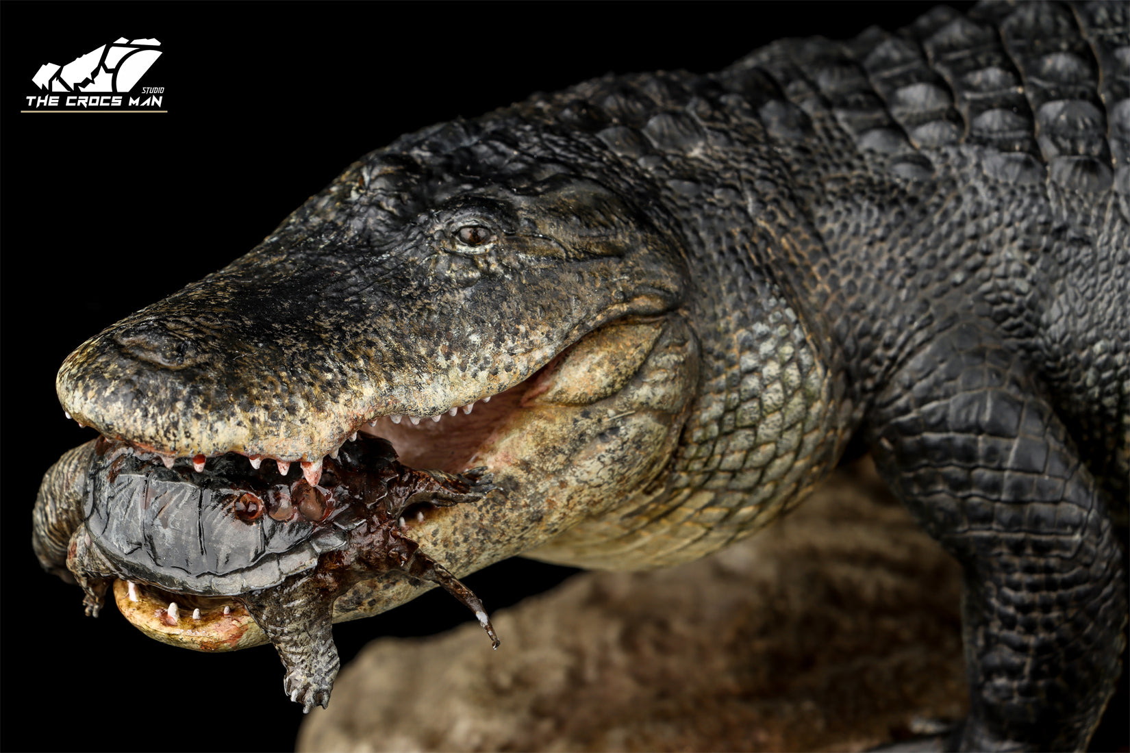 The Crocs Man Studio American Alligator Model