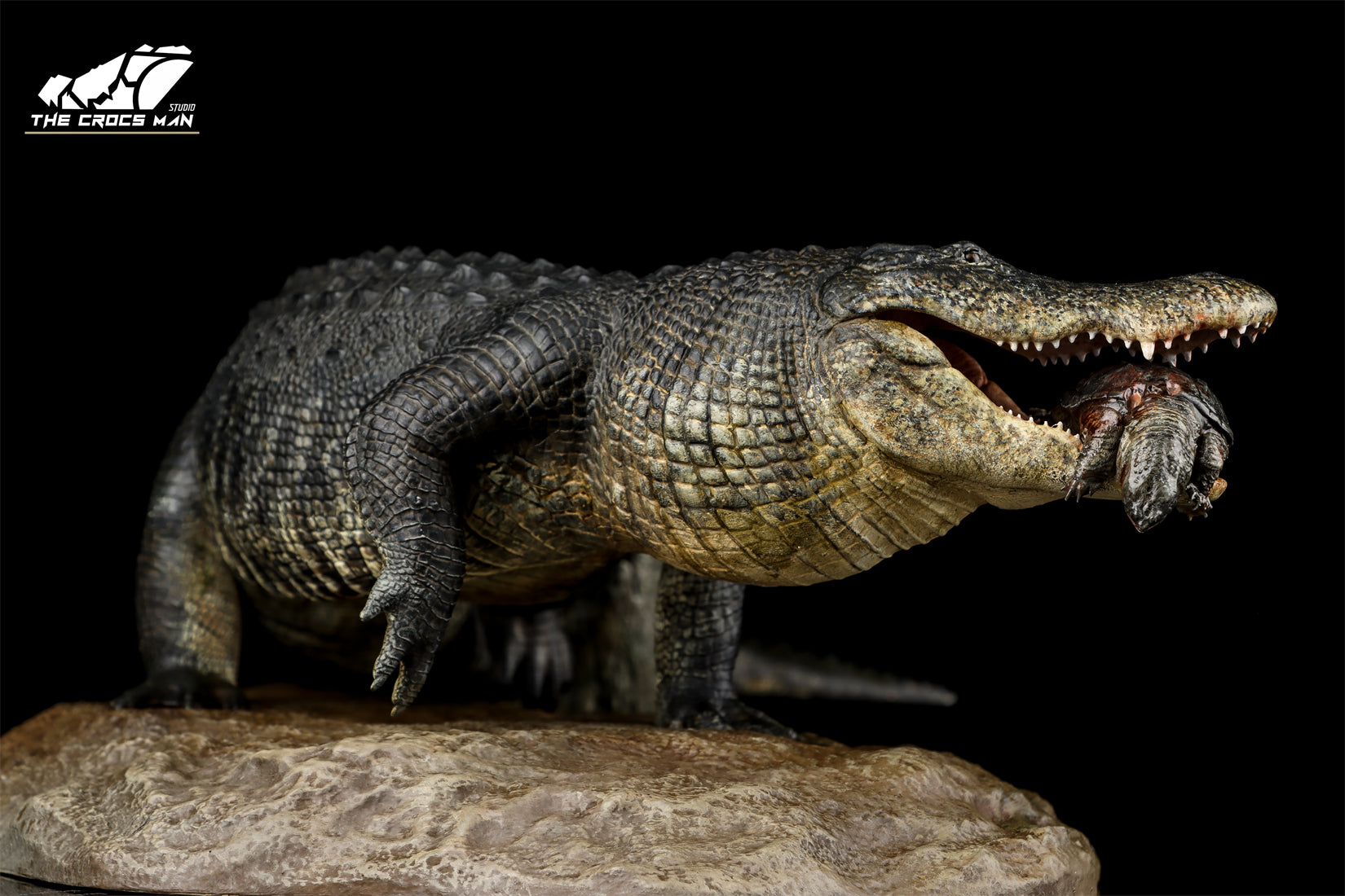 The Crocs Man Studio American Alligator Model