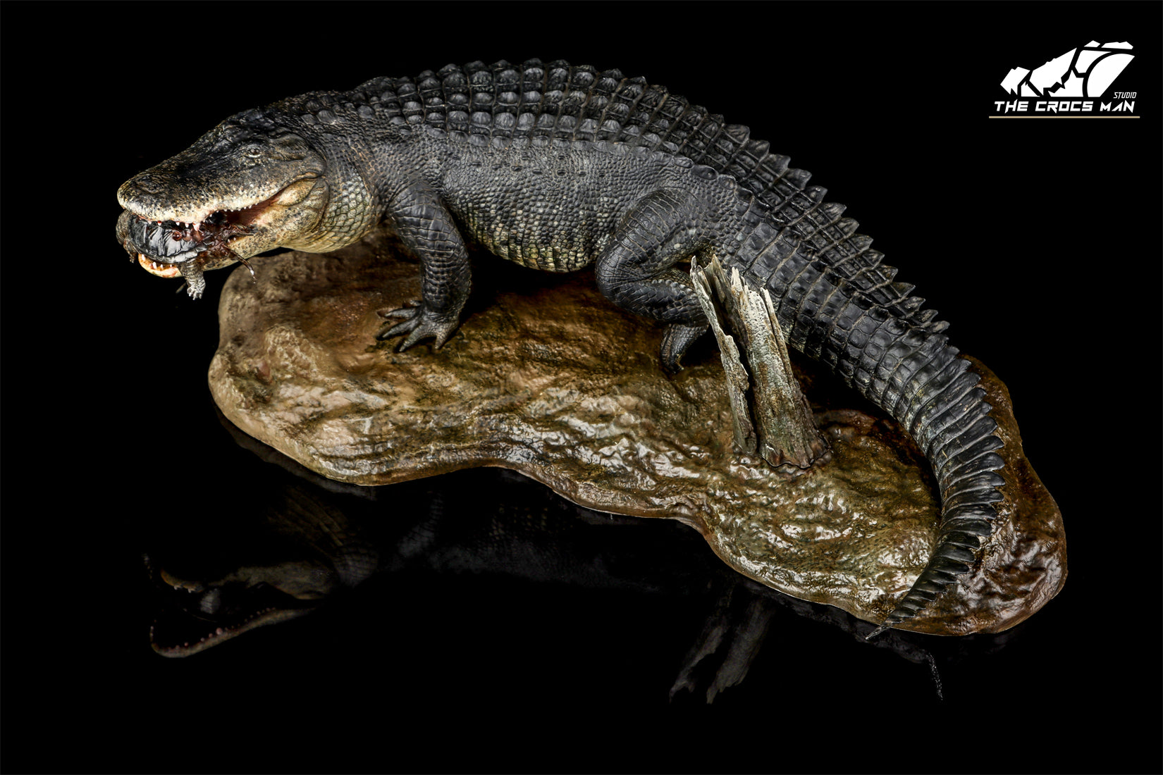 The Crocs Man Studio American Alligator Model