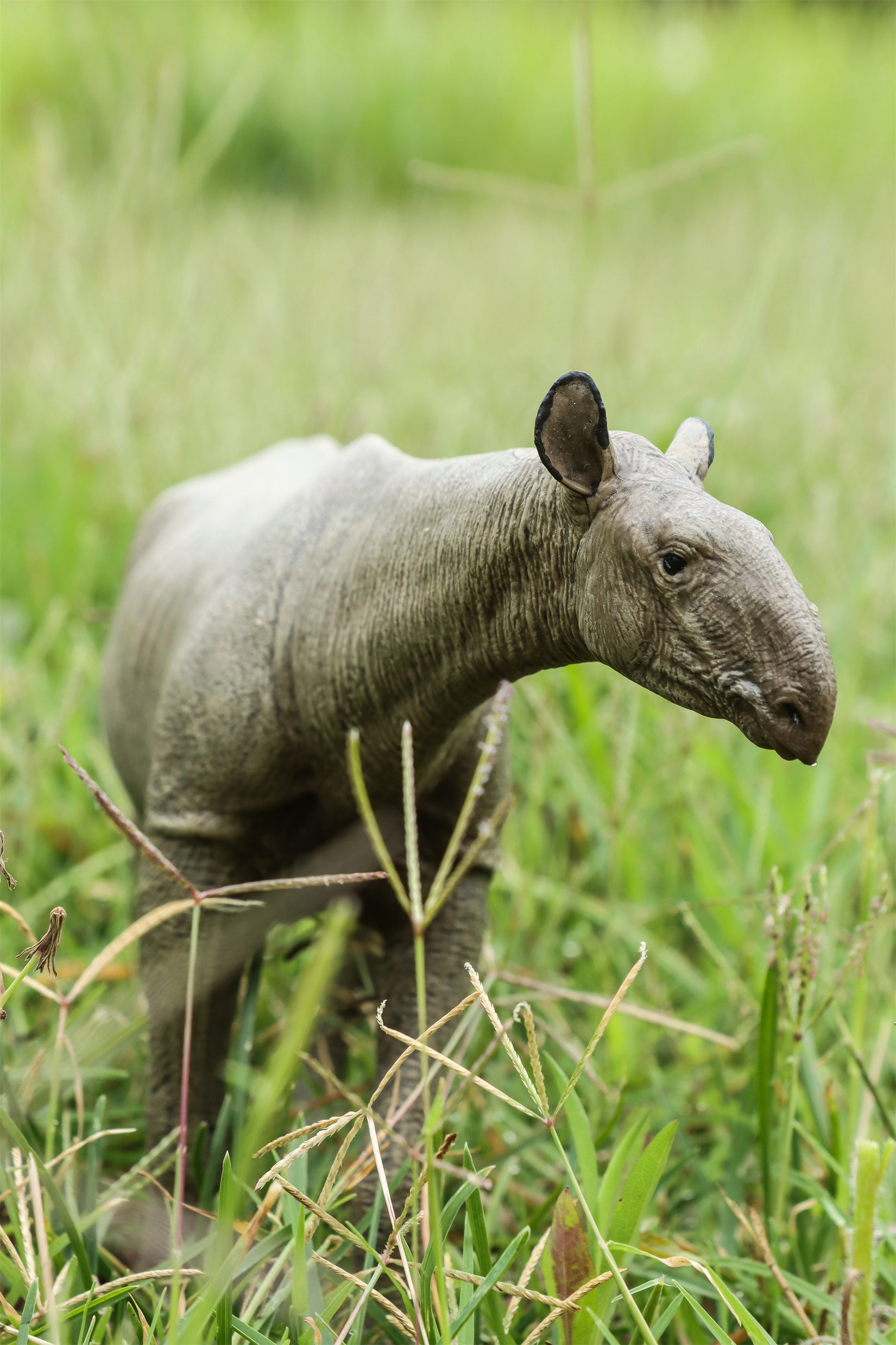 Eofauna 1:35 Scale Paraceratherium grangeri Figure