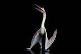TNG Quetzalcoatlus Cryolophosaurus Saichania Sinosauropteryx Parasaurolophus Figure