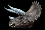 DINO DREAM 1:5 Scale Triceratops Head Statue