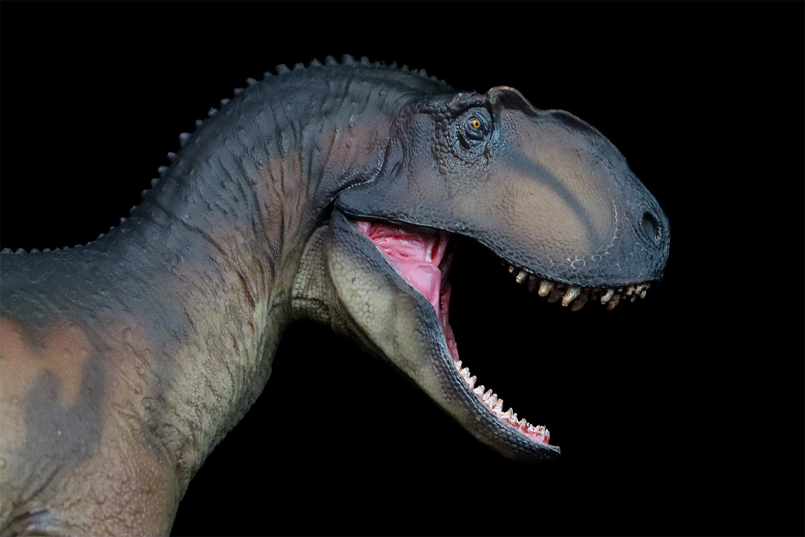 PNSO Yangchuanosaurus Magnus Dapeng Model