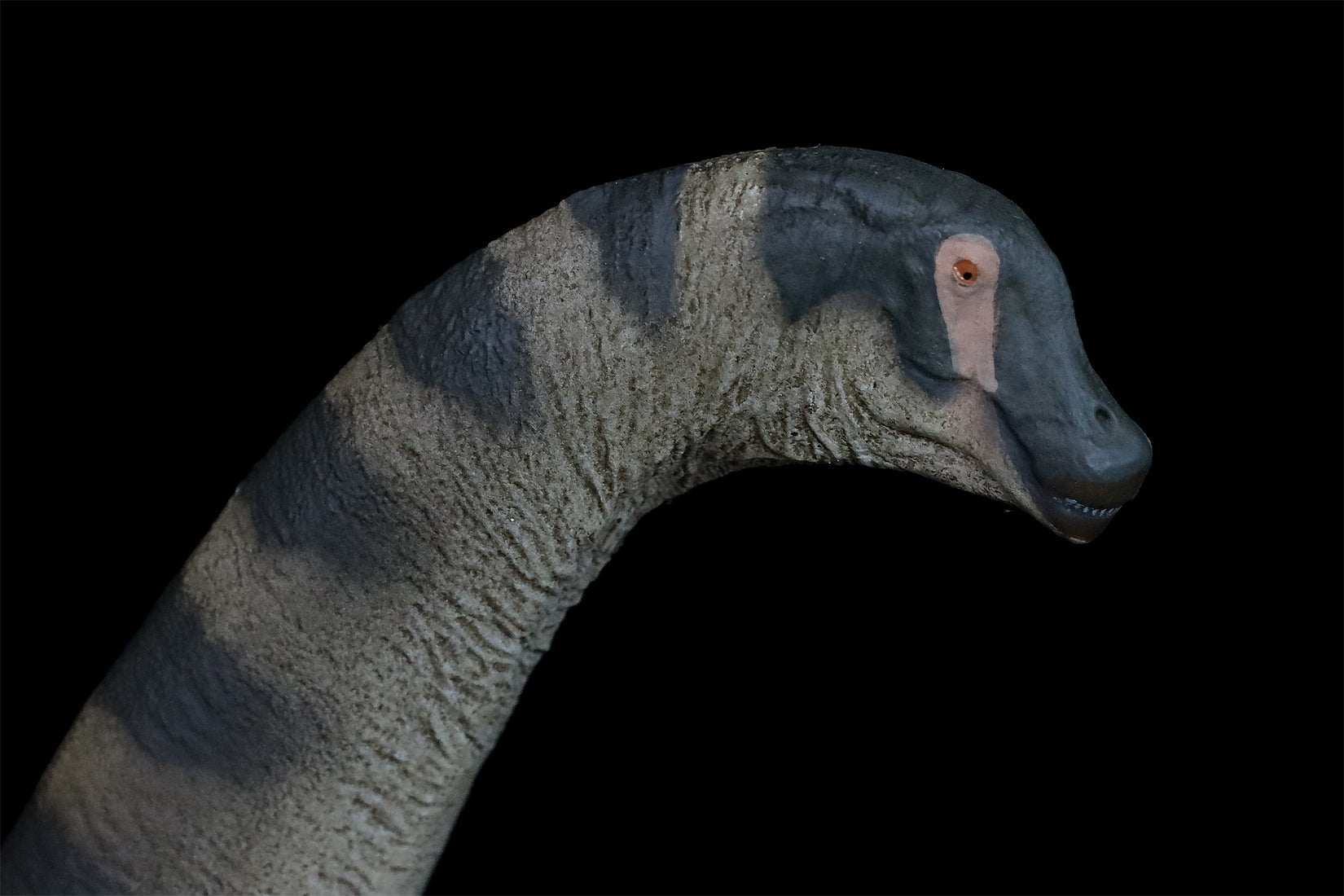 PNSO Alamosaurus Samuel Model